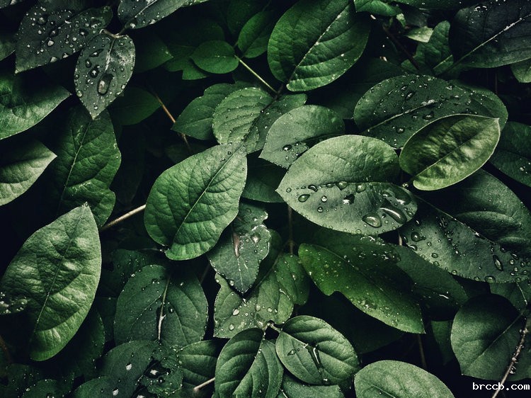 氨氮