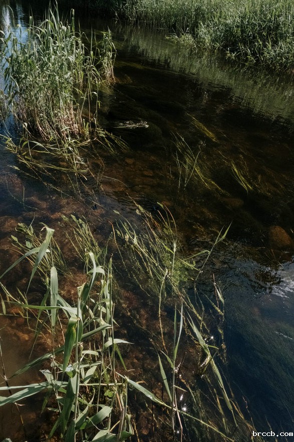 氨氮