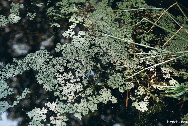 氨氮