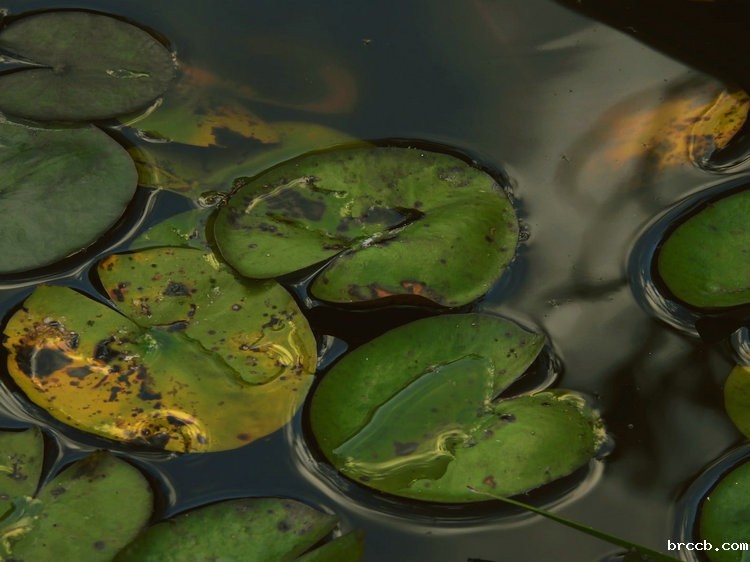 氨氮