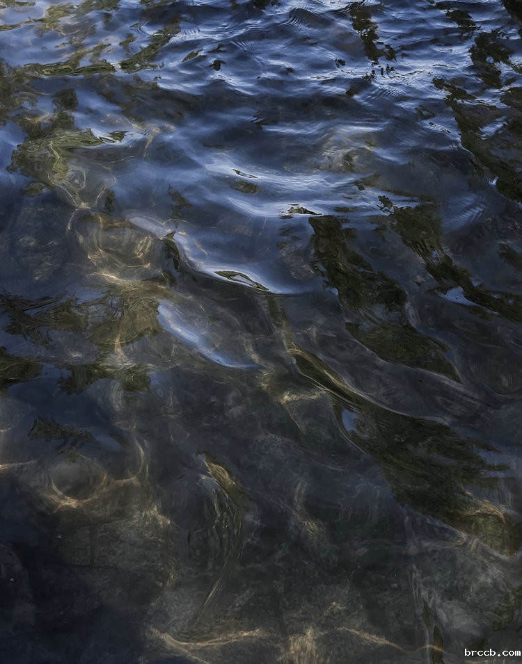 氨氮